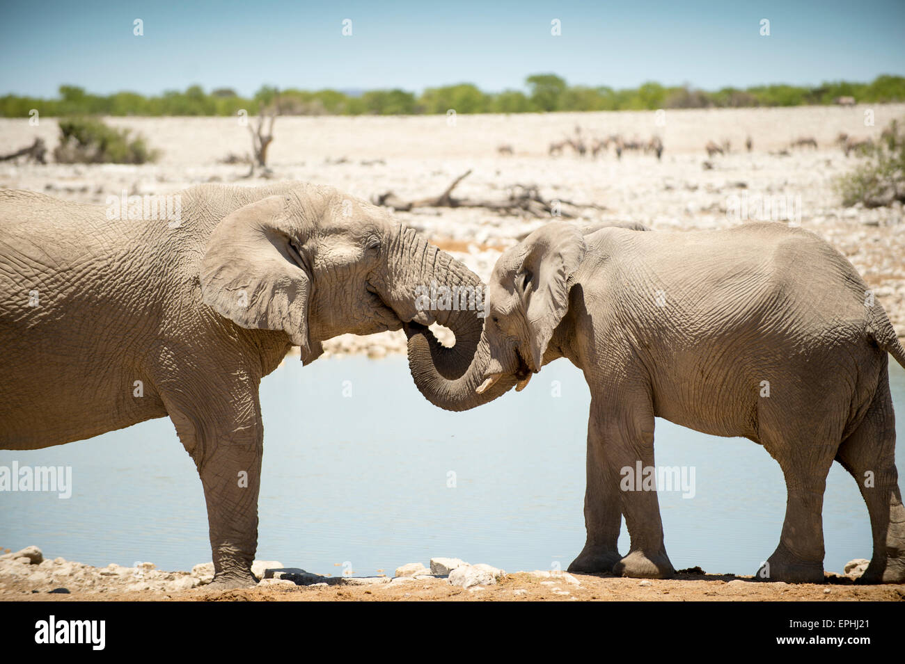 Africa, Namibia. Etosha National Park. Two elephants playing near waterhole. Stock Photo