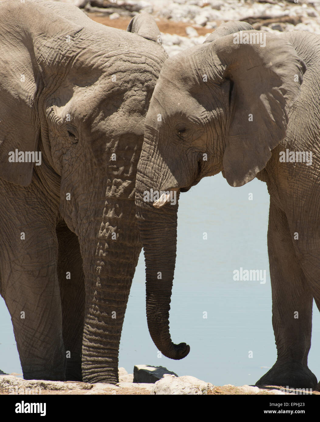 Africa, Namibia. Etosha National Park. Close up of two elephants standing near waterhole. Stock Photo