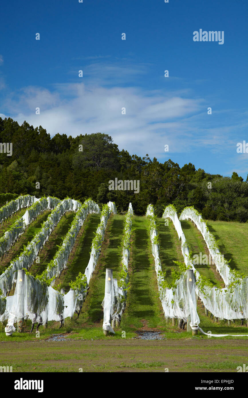 Ascension Wine Estate, Matakana, North Auckland, North Island, New