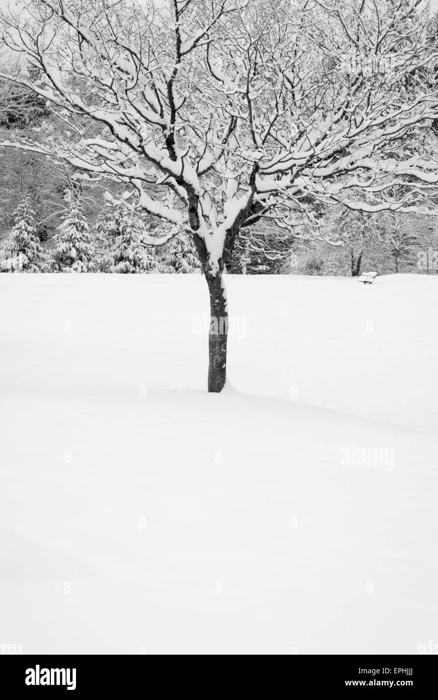 Rare heavy snow fall in Greater Vancouver, December 2008 Stock Photo