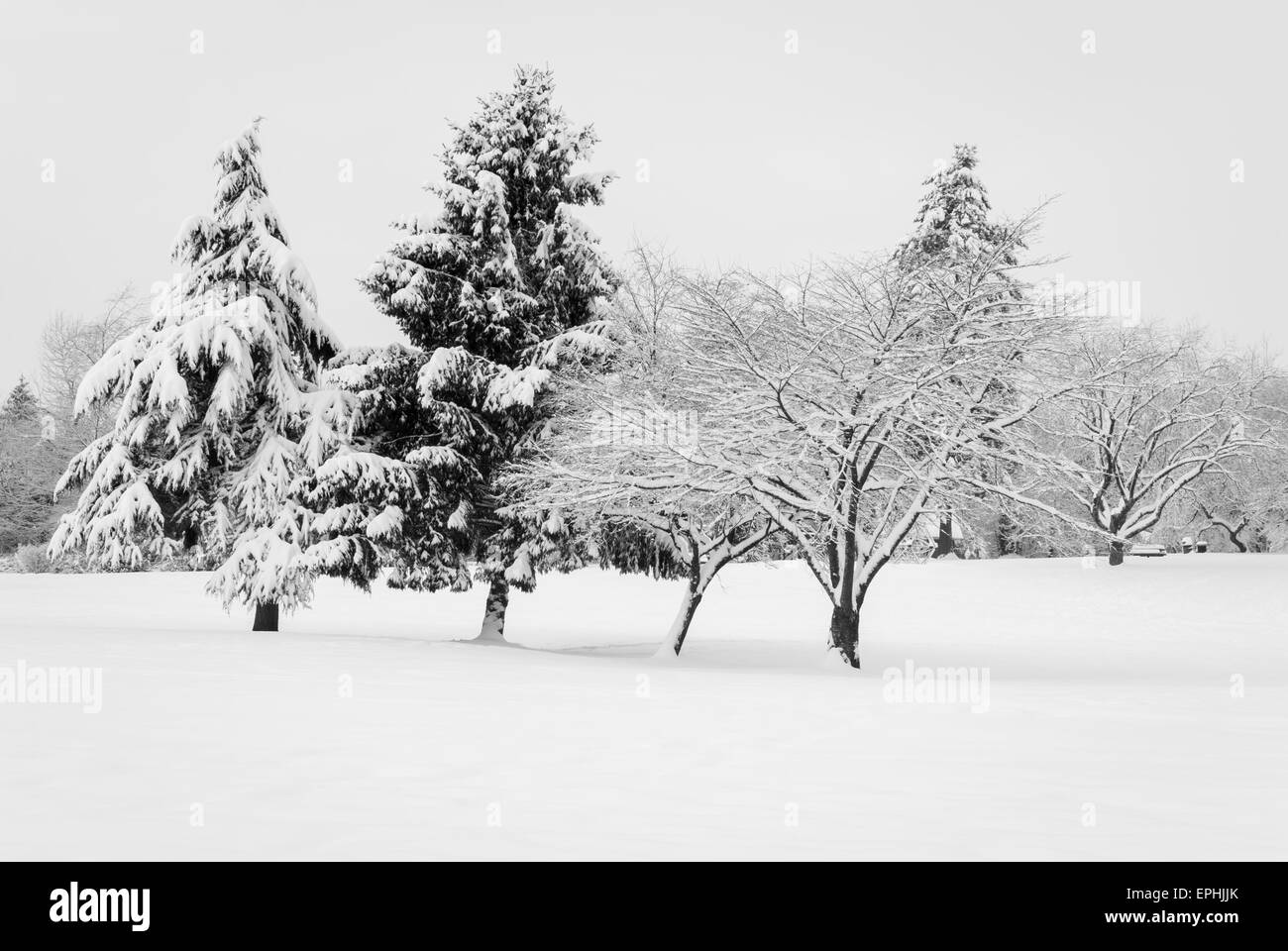 Rare heavy snow fall in Greater Vancouver, December 2008 Stock Photo