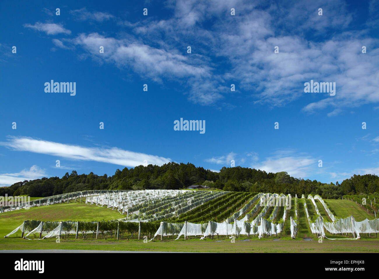 Auckland wine region new zealand hires stock photography and images