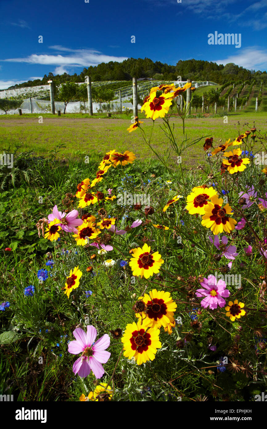 Wildflowers and Ascension Wine Estate, Matakana, North Auckland, North