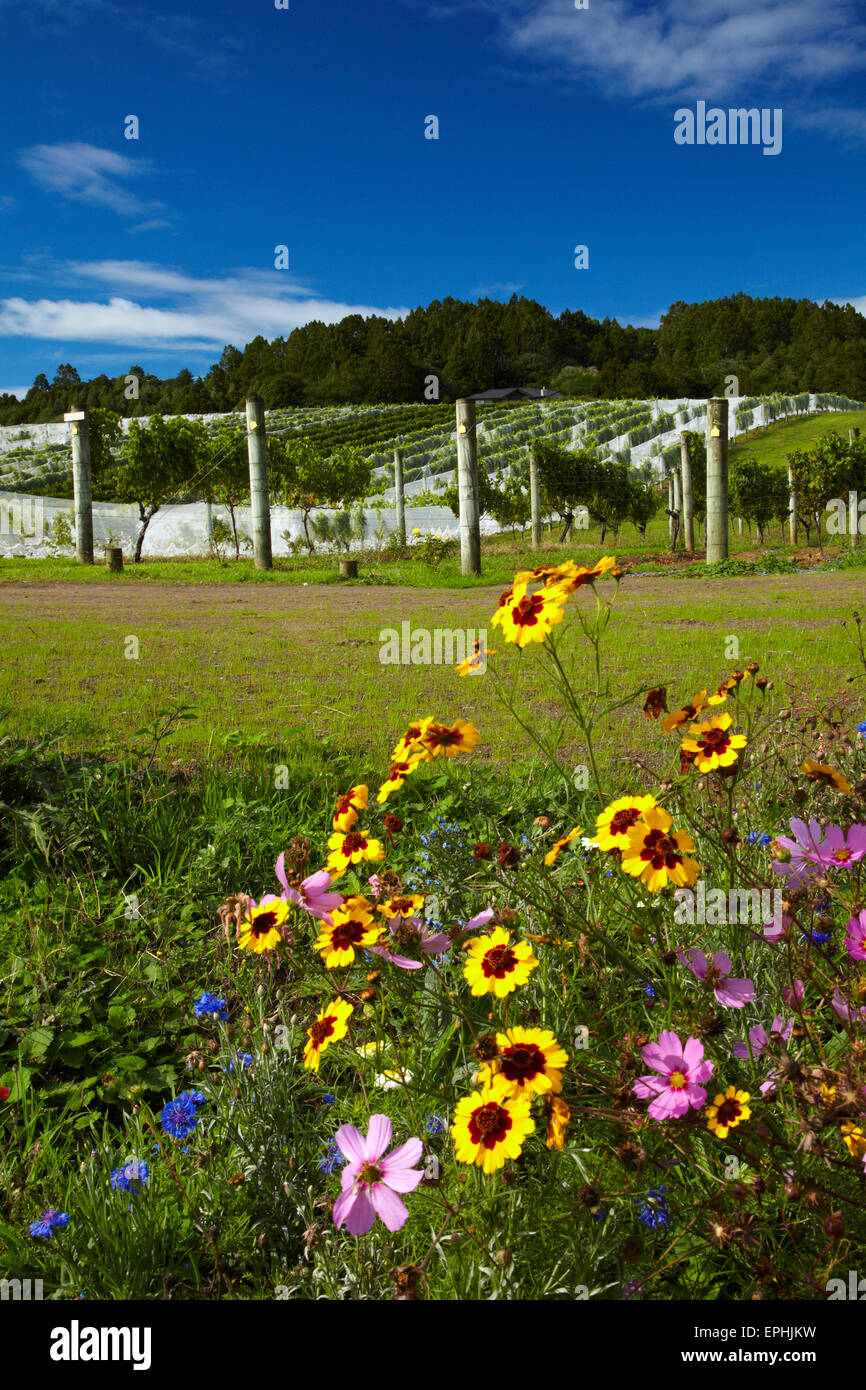 Wildflowers and Ascension Wine Estate, Matakana, North Auckland, North