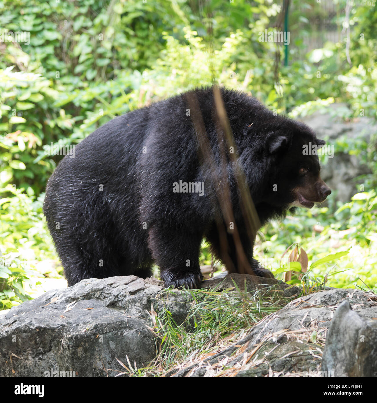 Malayan sun bear Stock Photo - Alamy