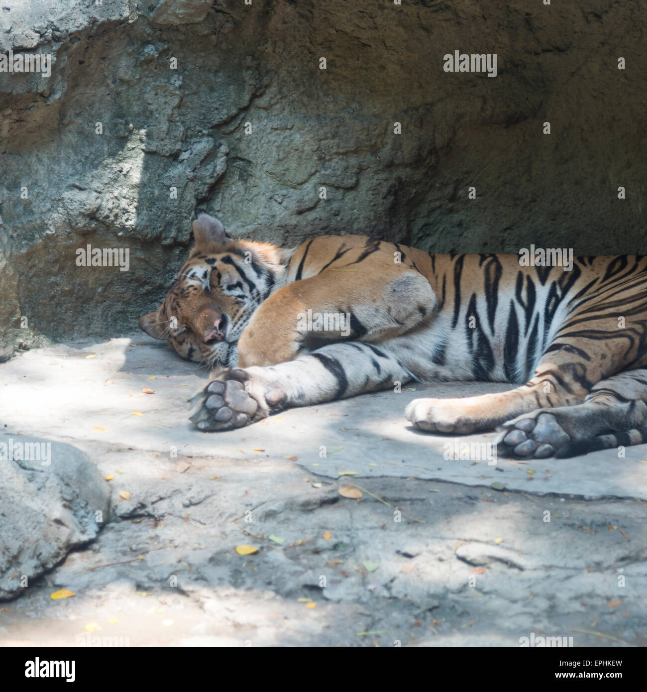Sleep tiger hi-res stock photography and images - Alamy