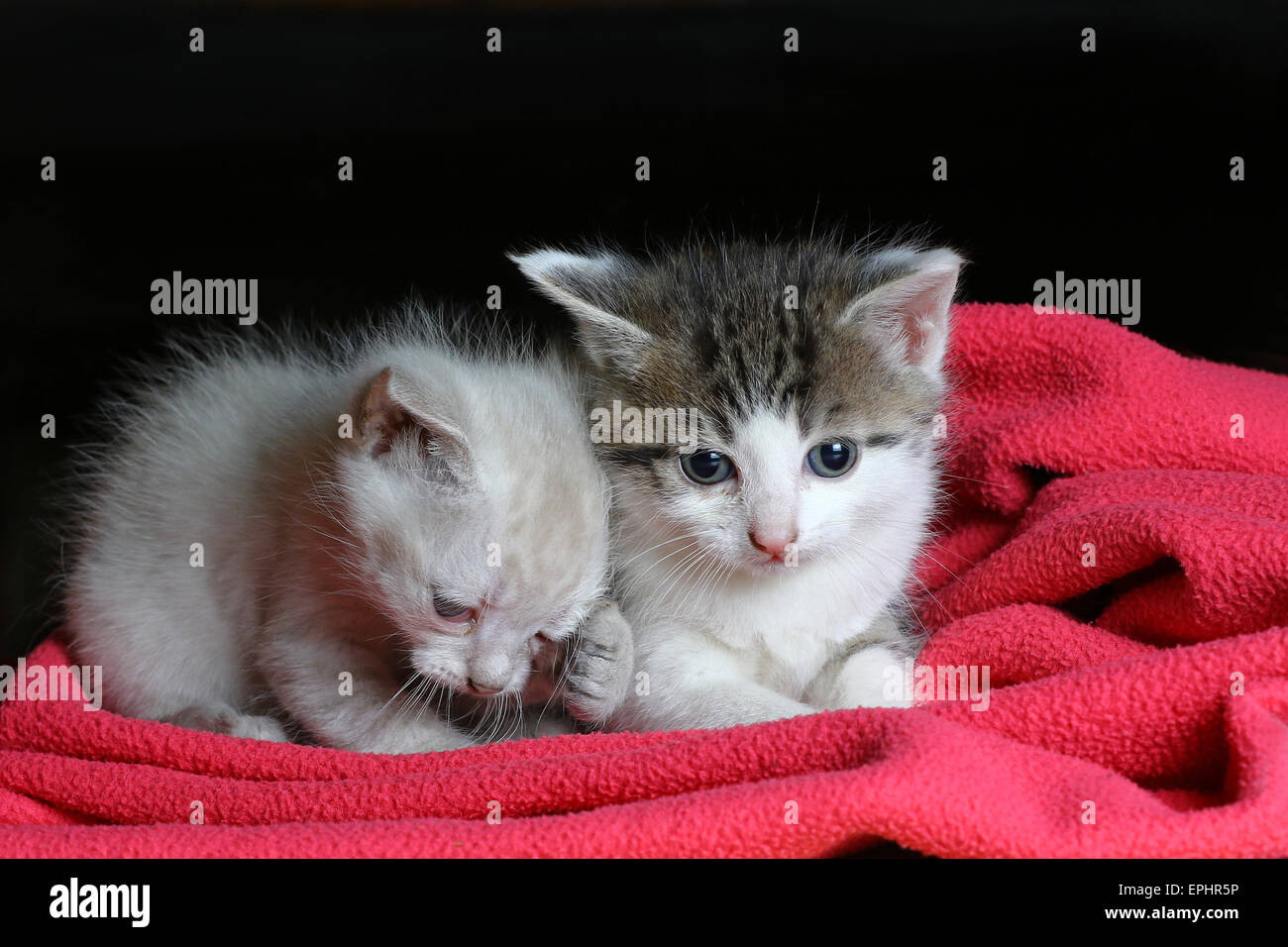 Baby cats - Two little kittens on a pink blanket with dark background Stock Photo