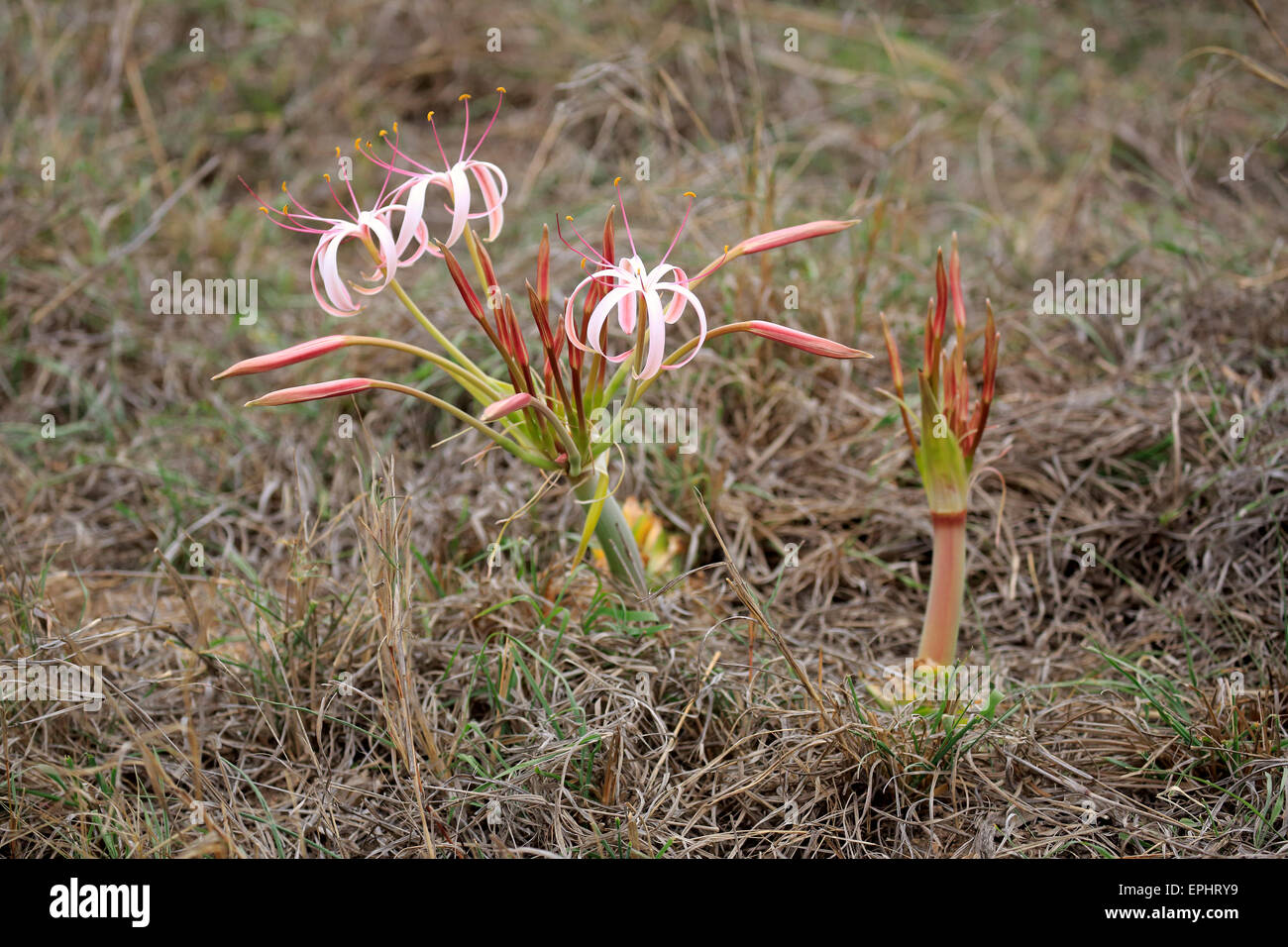 Flowering South African Crinum Lily (Crinum buphanoides), Kruger National Park, South Africa Stock Photo