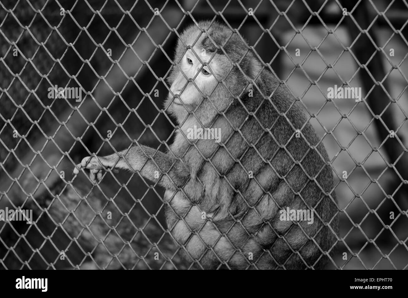 monkey in cage in the zoo Stock Photo Alamy