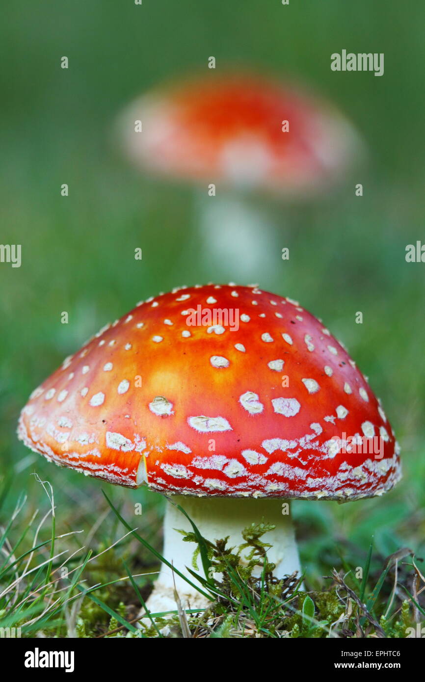 Amanita muscaria, commonly known as the fly agaric or fly amanita, is a mushroom and psychoactive basidiomycete fungus. Stock Photo