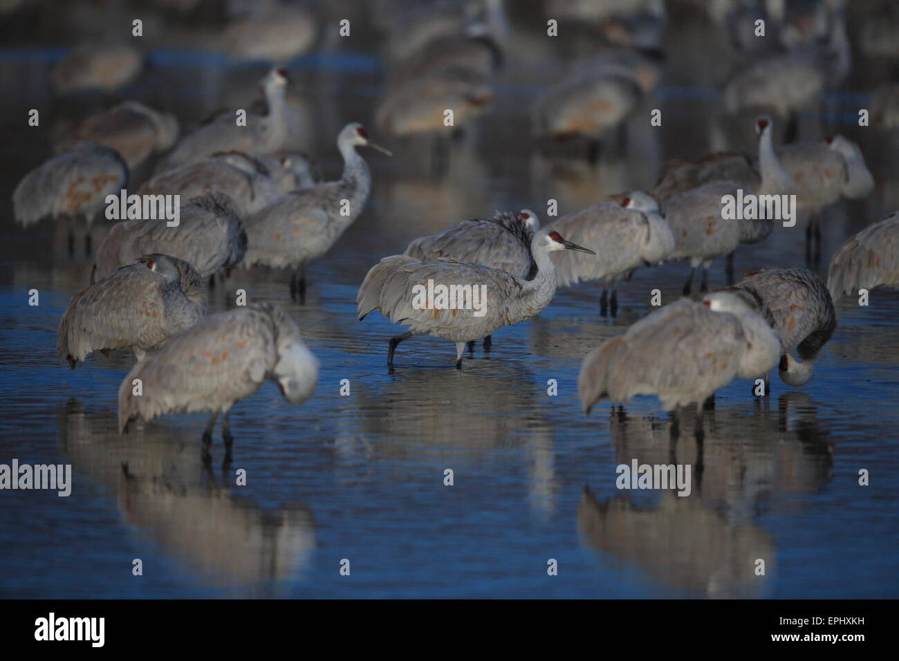 Bosque del apache national wi hi-res stock photography and images - Alamy