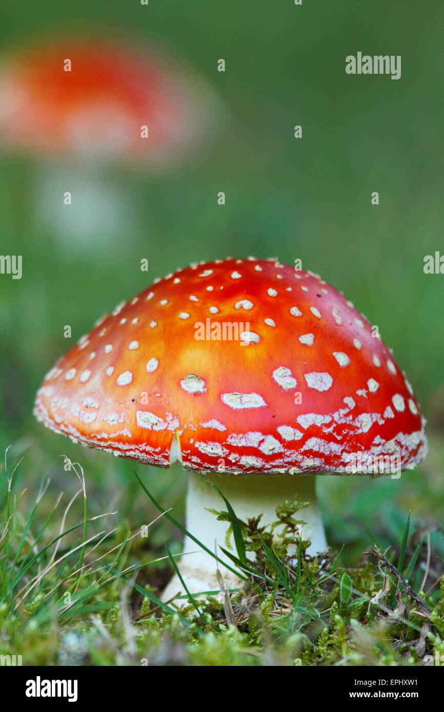 Amanita muscaria, commonly known as the fly agaric or fly amanita, is a mushroom and psychoactive basidiomycete fungus. Stock Photo
