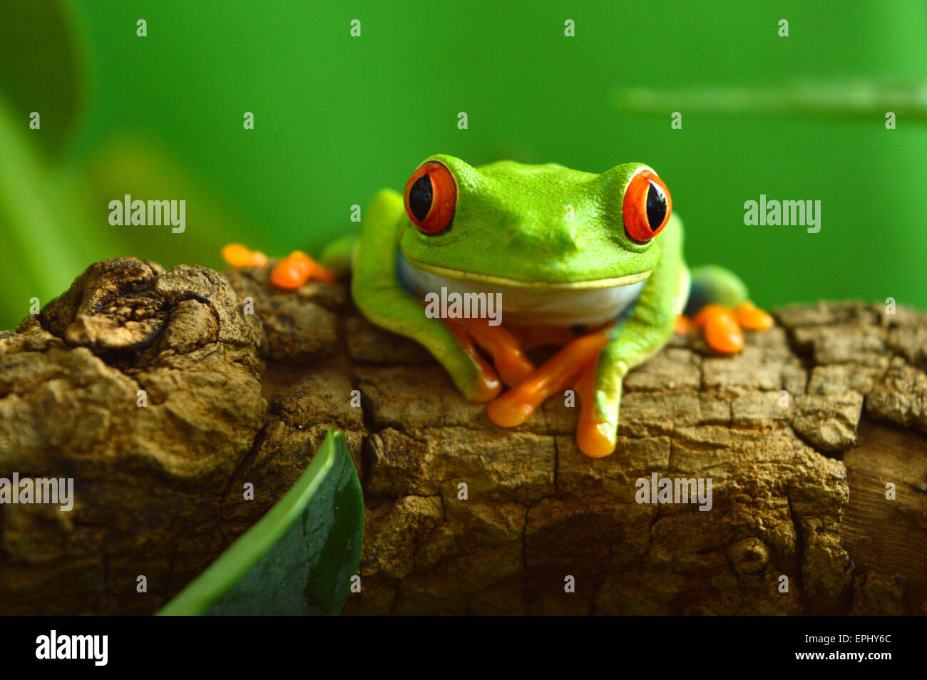 Red eye frog(agalychnis callidryas) Stock Photo