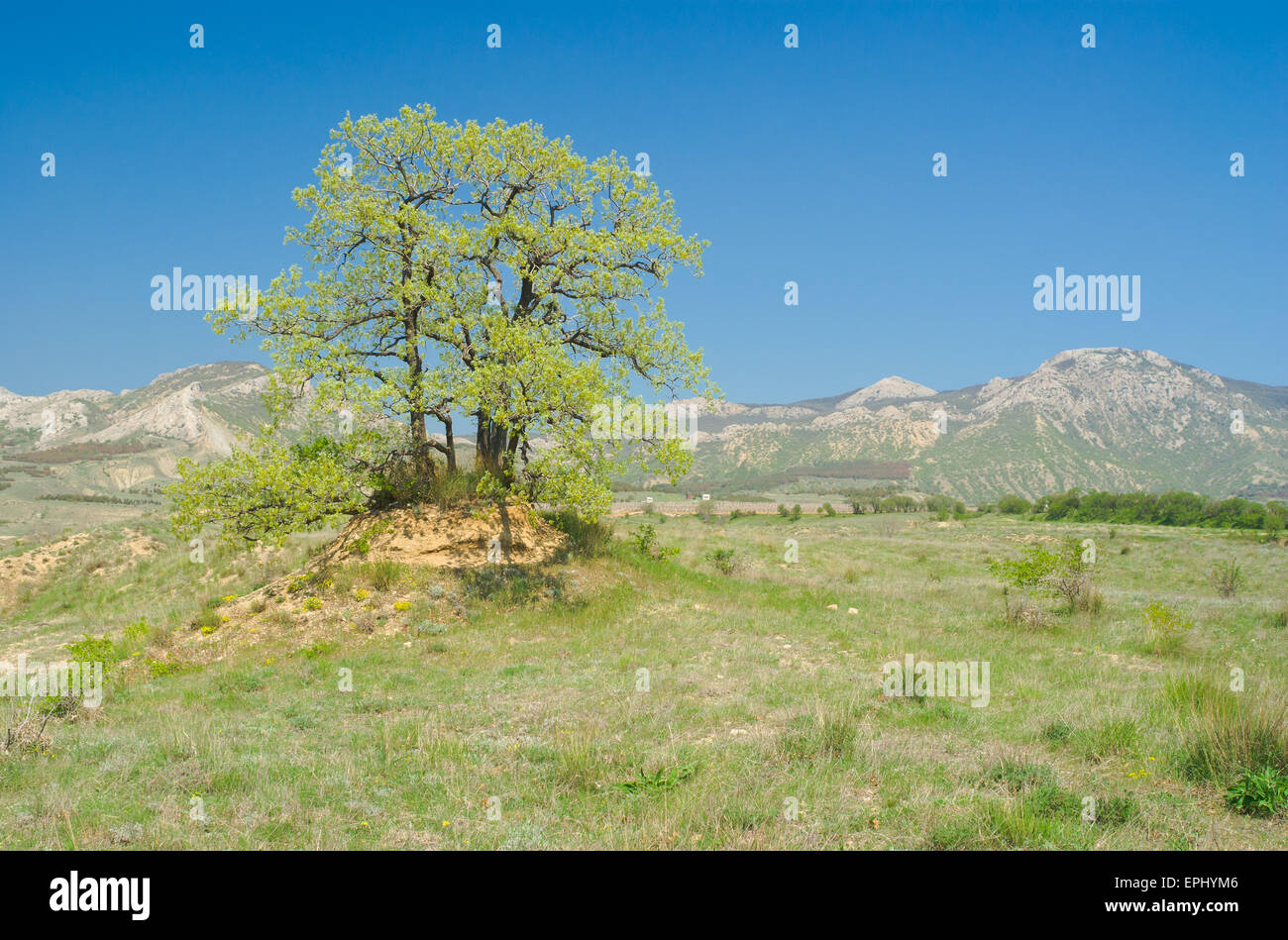Splendid lonely oak on a hill against Eastern Crimean mountains at spring season. Stock Photo