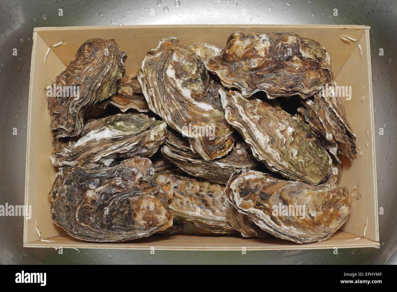 Oysters in shells hires stock photography and images Alamy