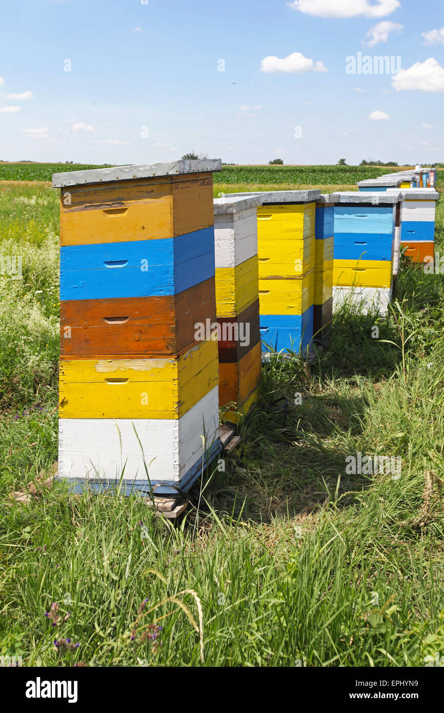 Colorful beehives Stock Photo - Alamy