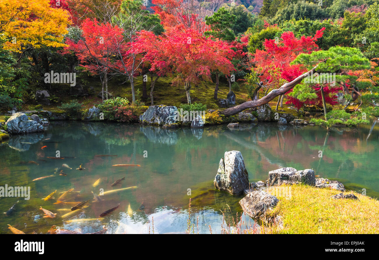 Tenryu-ji garden in fall, Arashiyama, Kyoto, Japan Stock Photo - Alamy