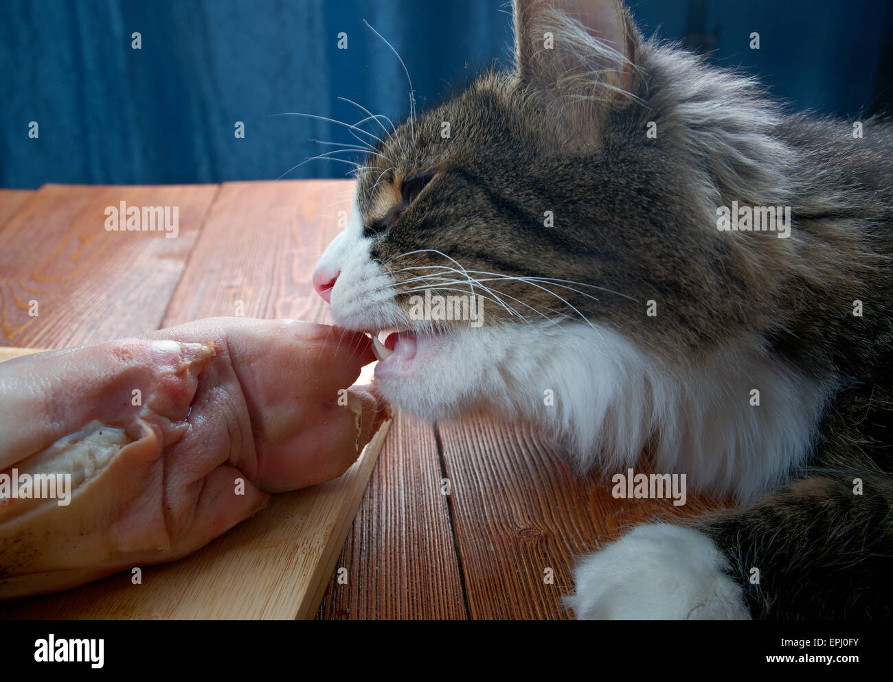 Cat eating meat hires stock photography and images Alamy