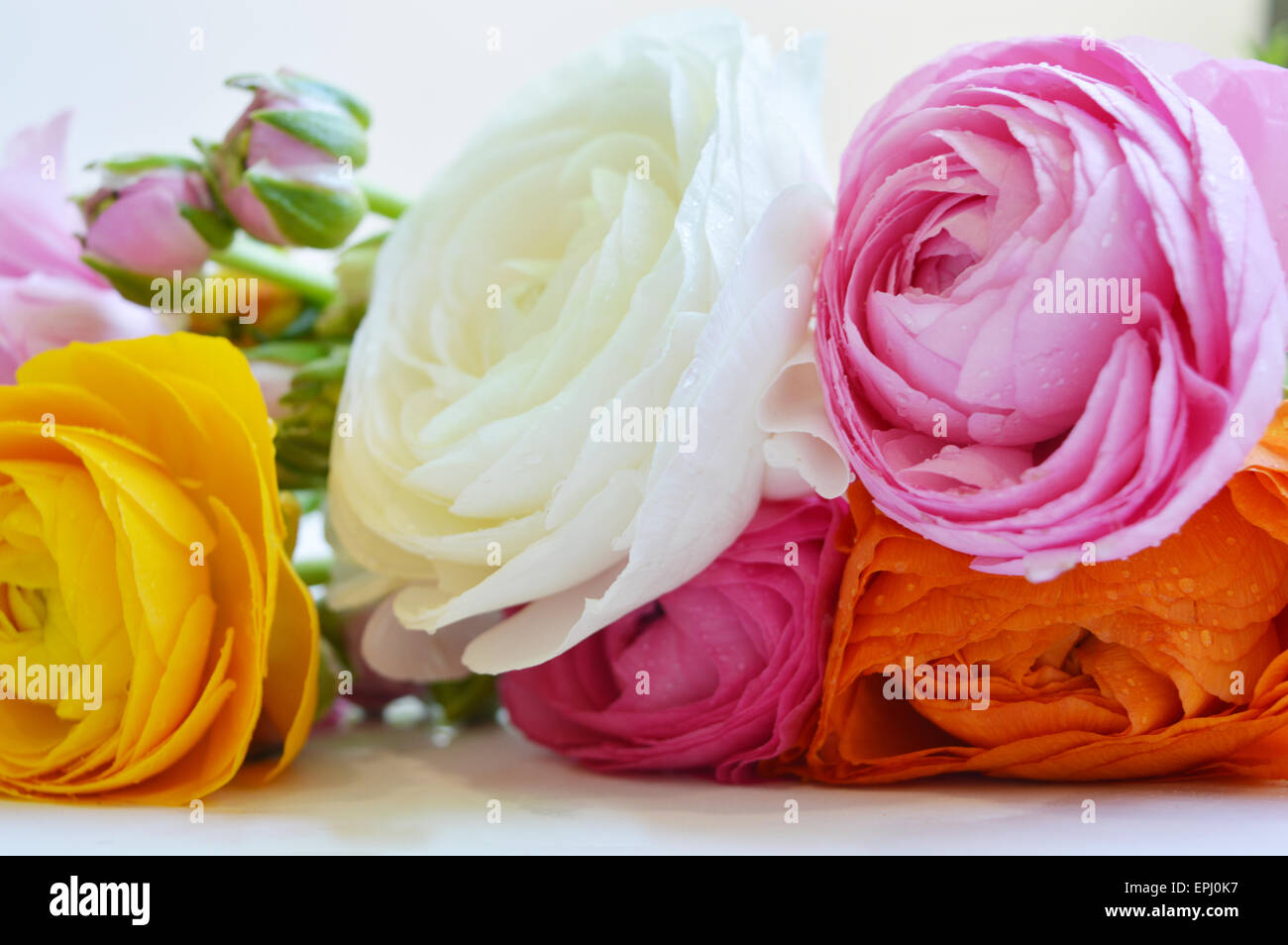 flowers Stock Photo
