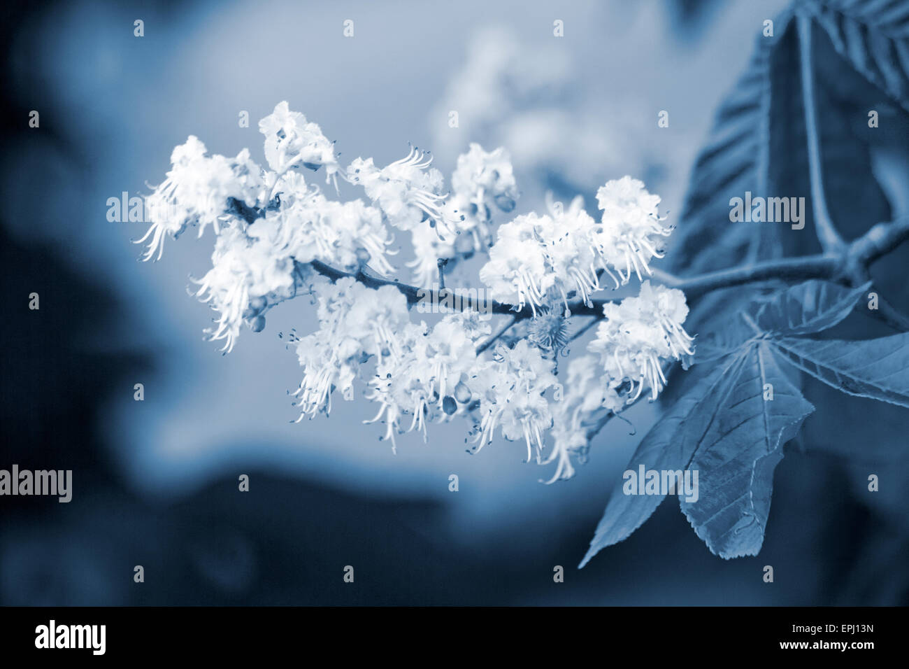Cyanotype effect of horsechestnut flower Stock Photo