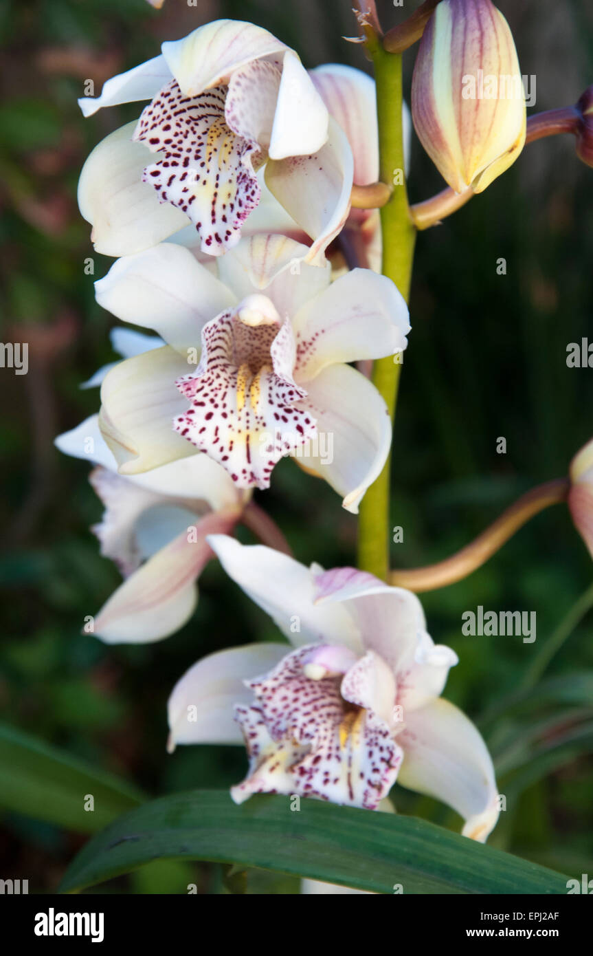 Cultivated orchids blooming in a garden in Melbourne, Australia Stock