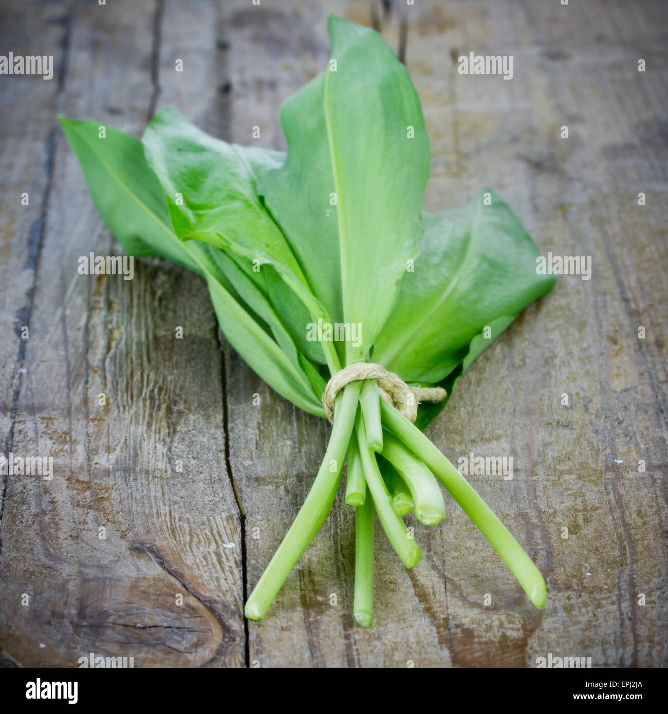 wild garlic Stock Photo