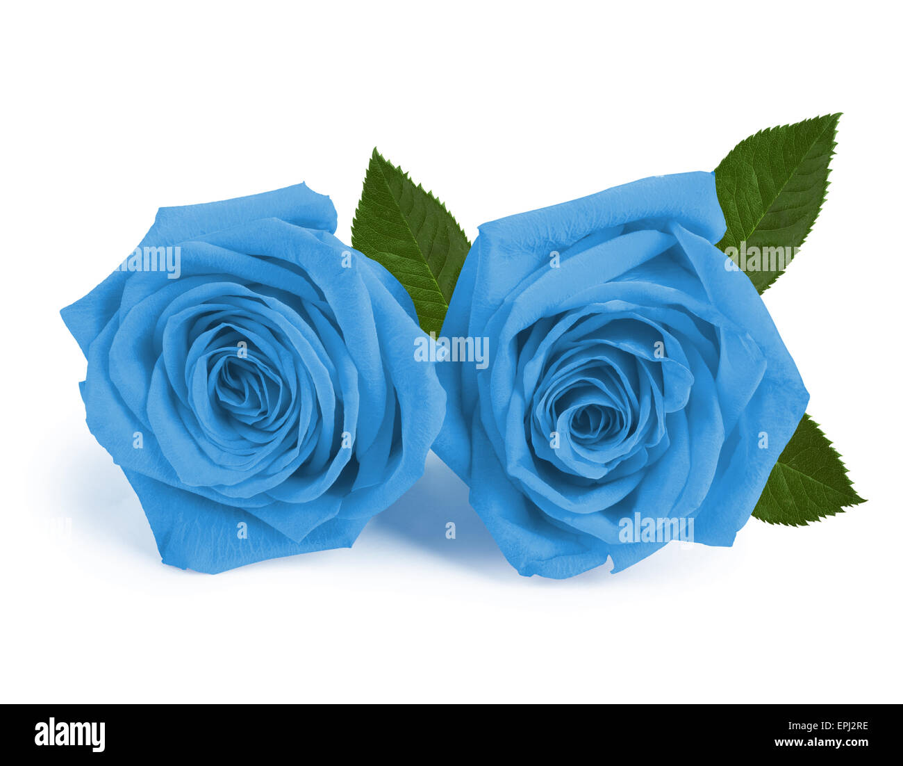 Bud roses valentine white rose hi-res stock photography and images - Alamy
