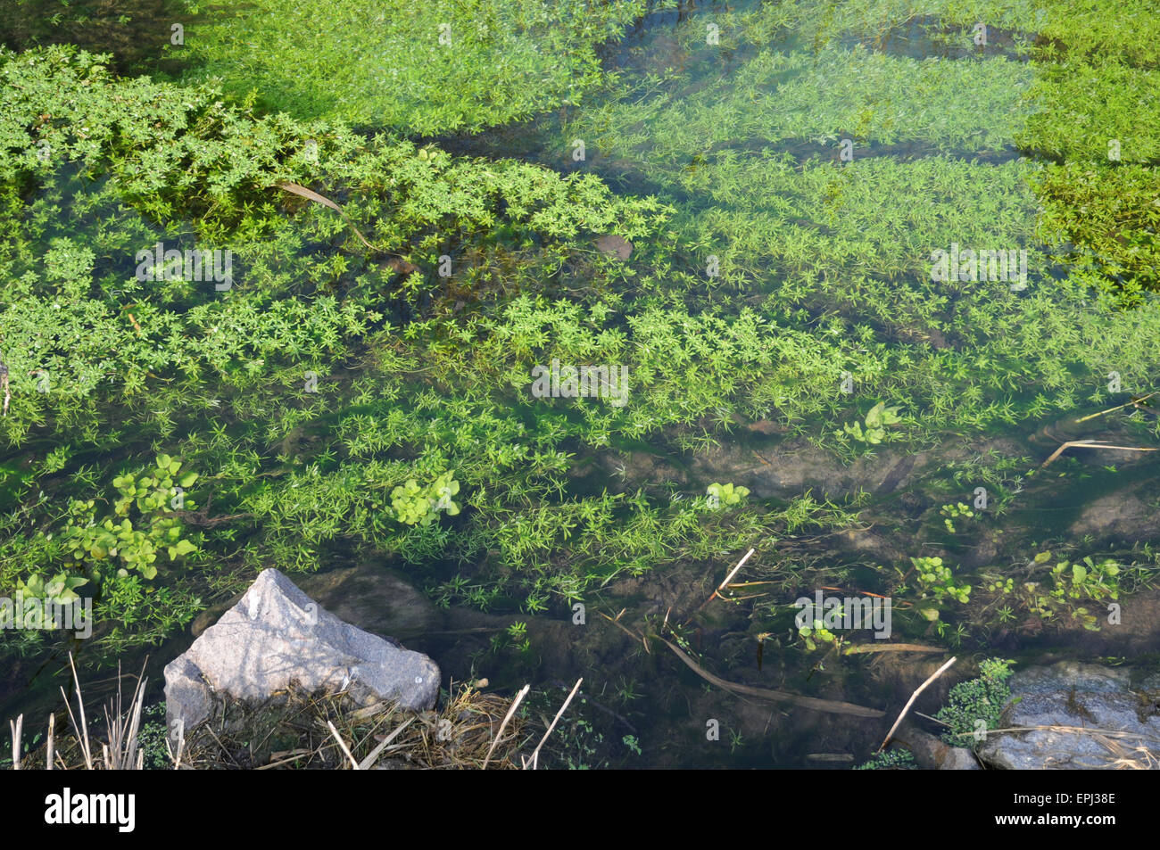 Water starwort Stock Photo