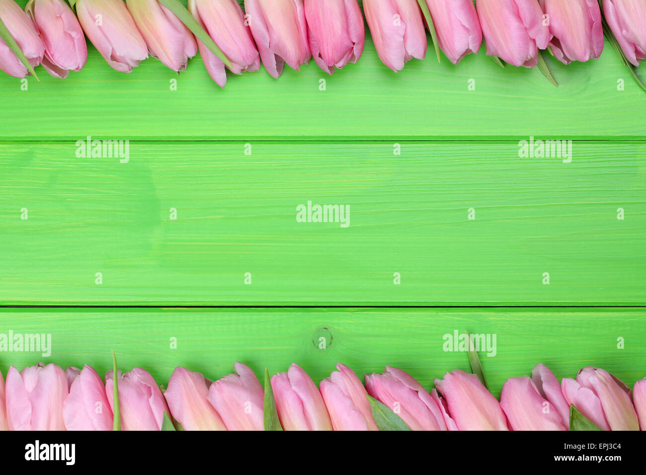 Rahmen aus Tulpen Blumen zum Frühling oder Muttertag mit Textfreiraum Stock Photo