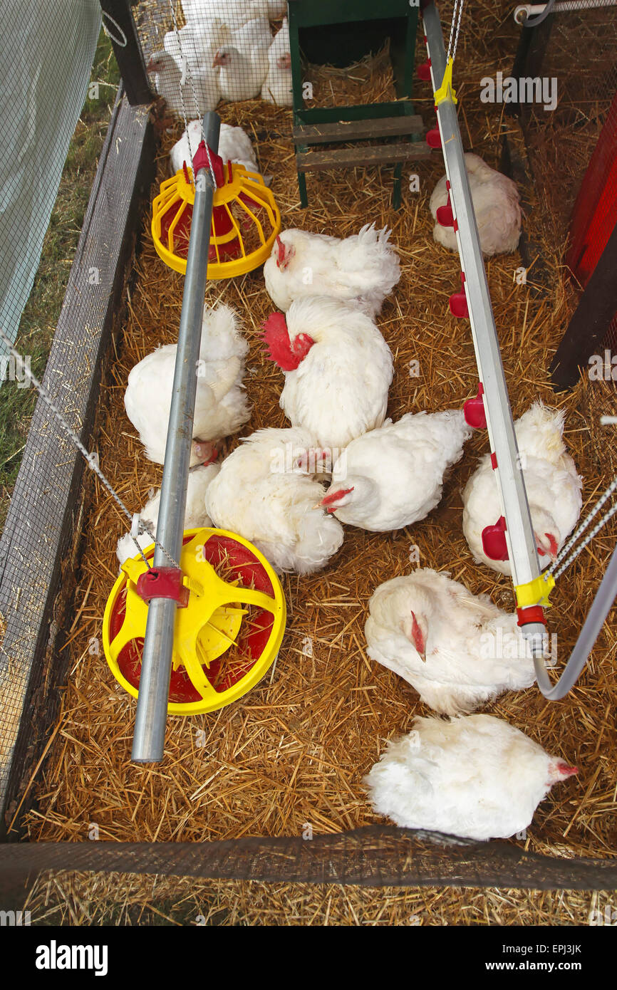 Hen house hires stock photography and images Alamy