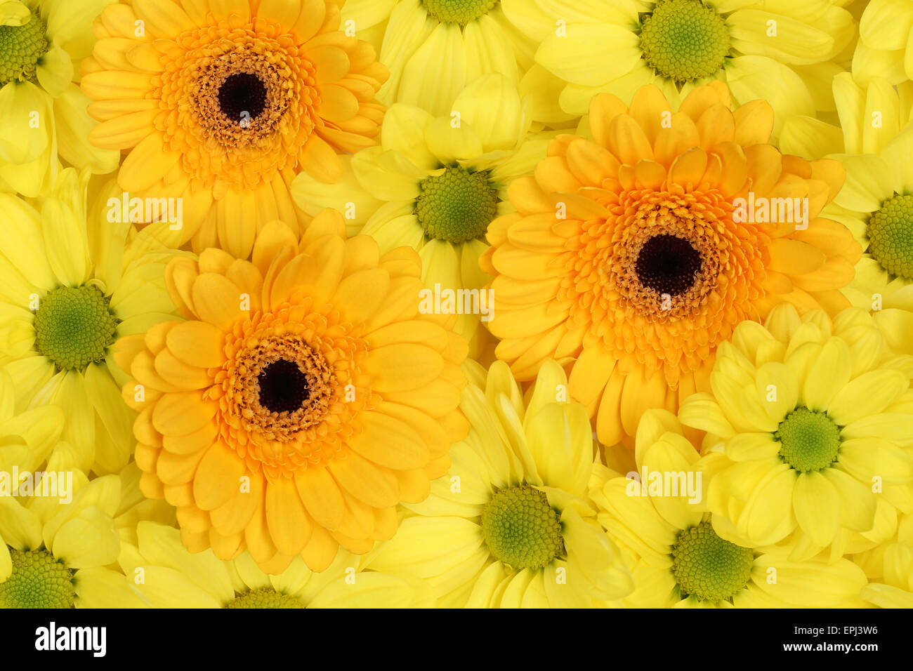 Blumen Chrysanthemen Hintergrund Frühling oder Muttertag Stock Photo