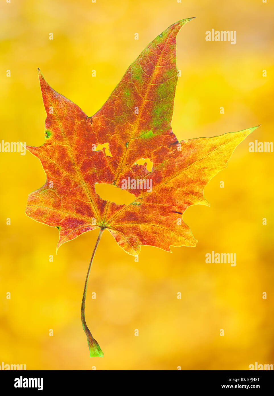 Smiling maple leaf Stock Photo