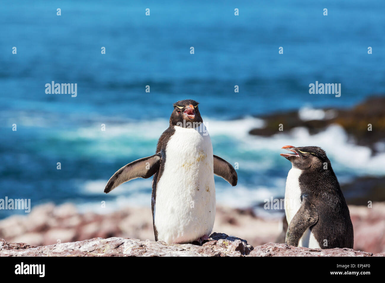 Rockhopper peng hires stock photography and images Alamy