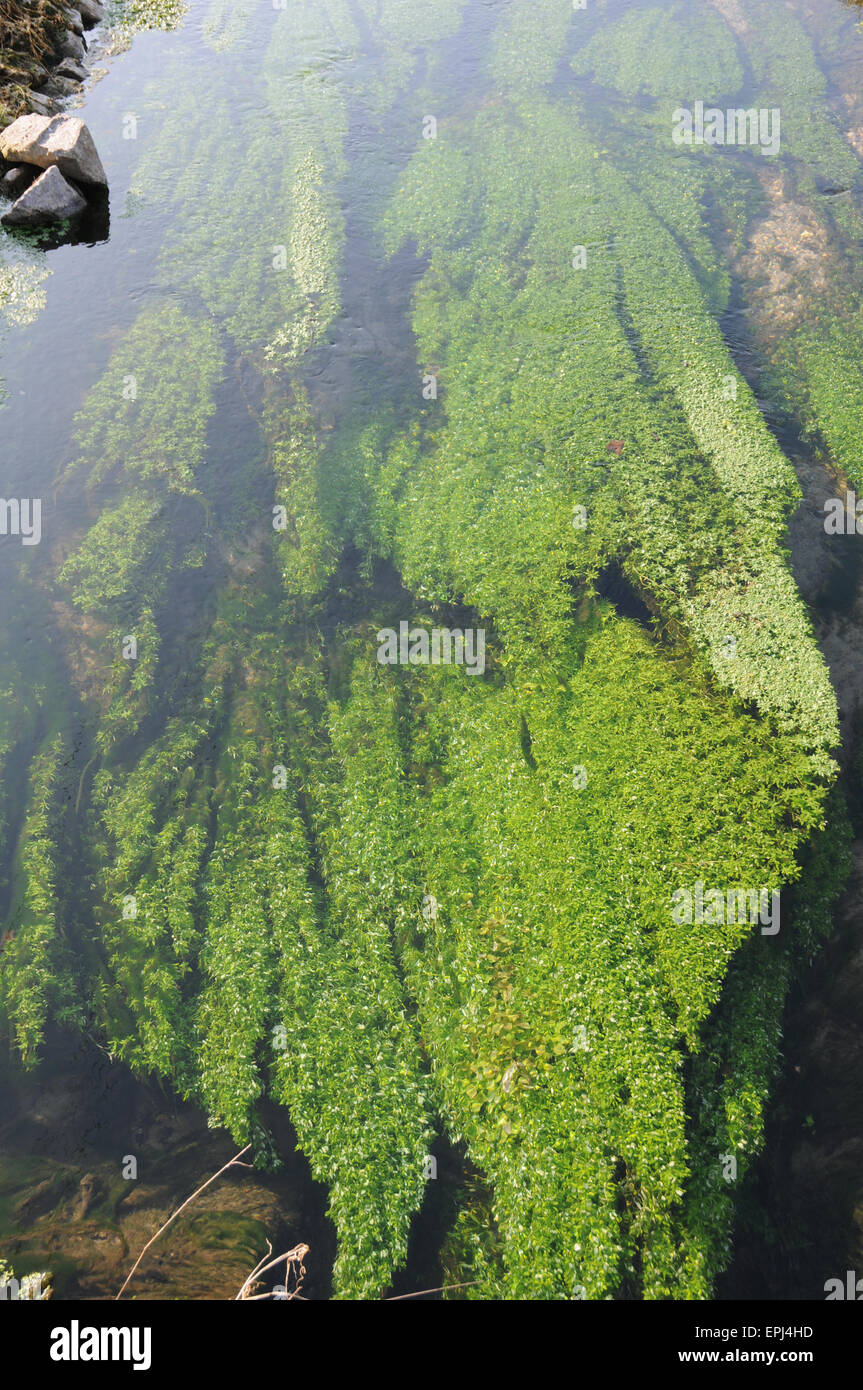 Water starwort Stock Photo