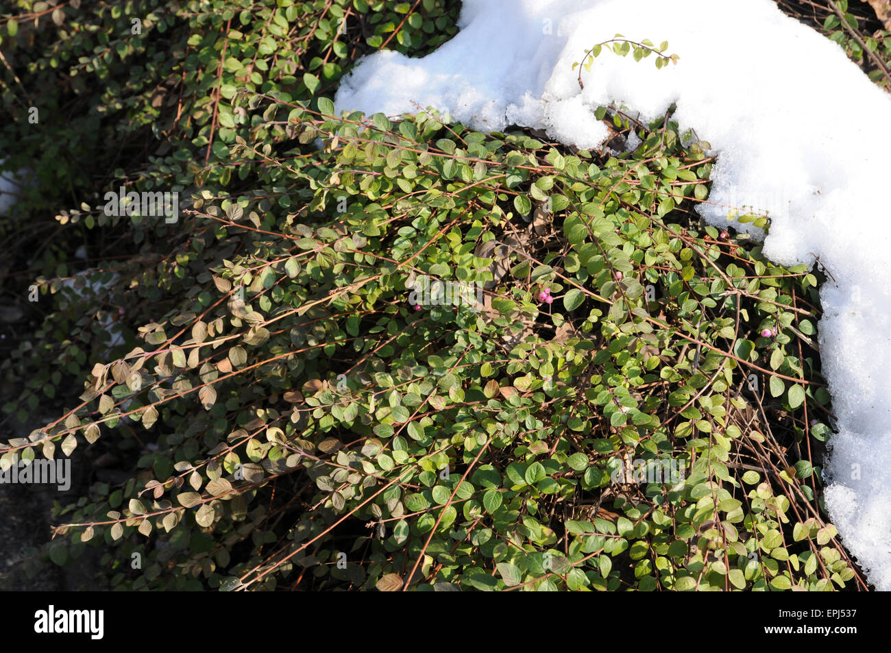 Snowberry Stock Photo