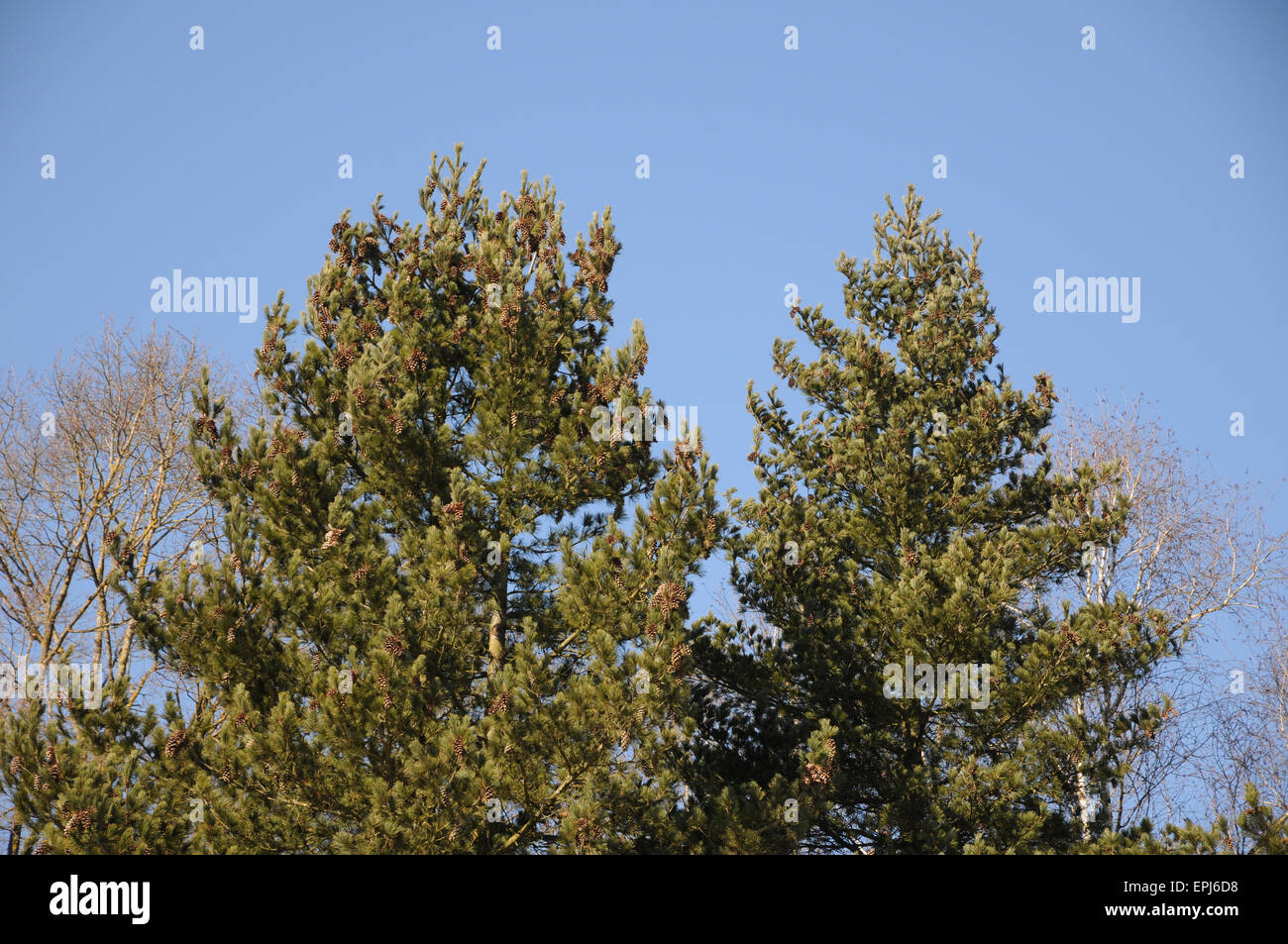 Macedonian pine Stock Photo
