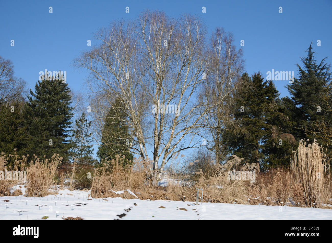 Himalayan birch Stock Photo - Alamy
