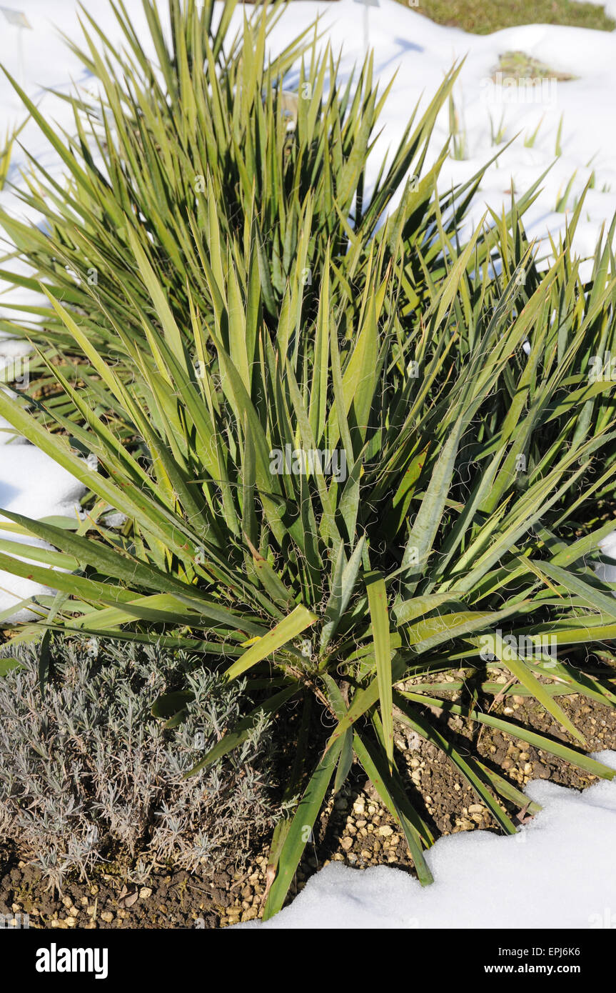 Yucca Stock Photo - Alamy