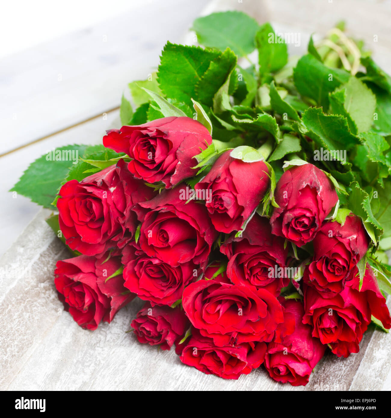 red roses Stock Photo