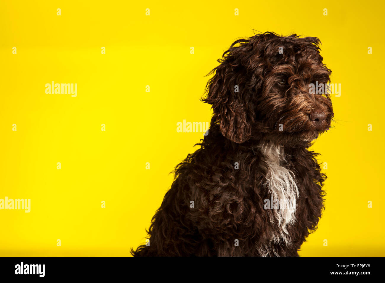 Cockerpoo cross bred dog (Spaniel cross poodle Stock Photo Alamy