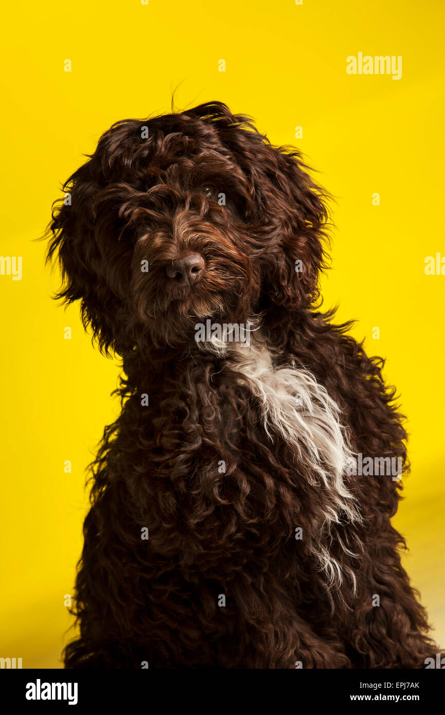 Cockerpoo cross bred dog (Spaniel cross poodle Stock Photo Alamy