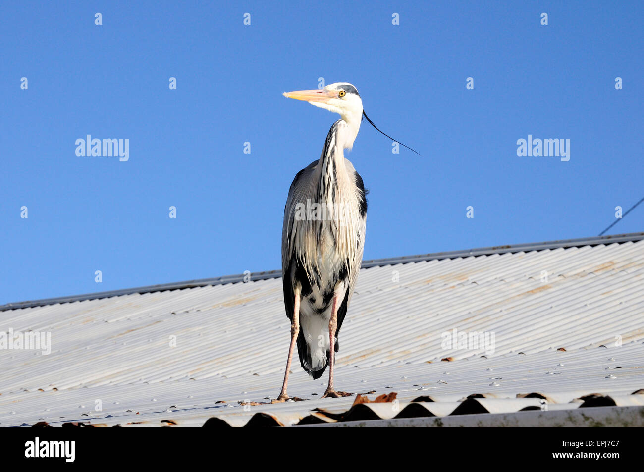 Gray Heron Ardea cinerea standing on a corrugated iron roof  Aberdaron Gwynedd Wales Cymru Stock Photo