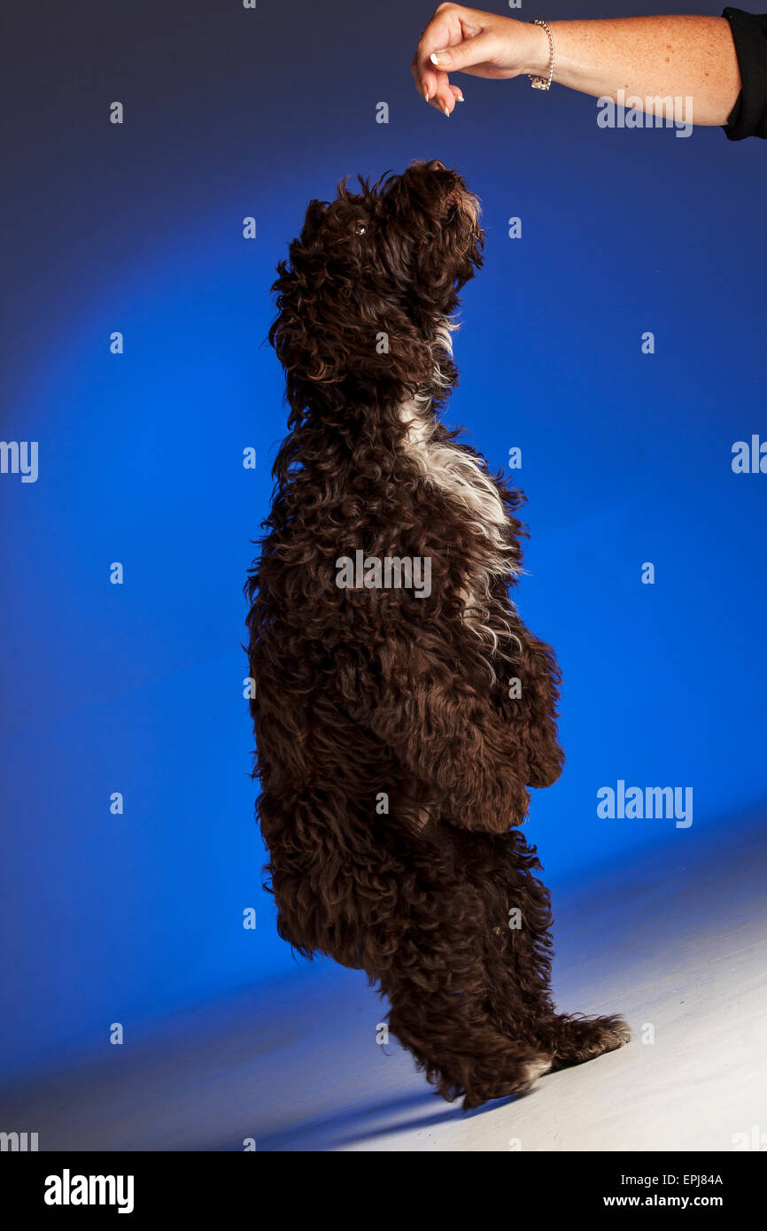 Cute Black White Cockapoo High Resolution Stock Photography and Images ...