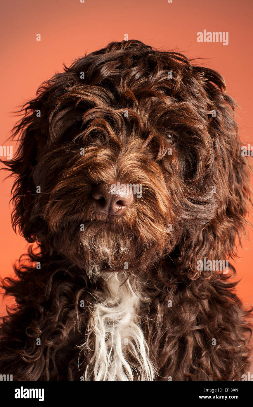 Cockerpoo cross bred dog (Spaniel cross poodle) Stock Photo