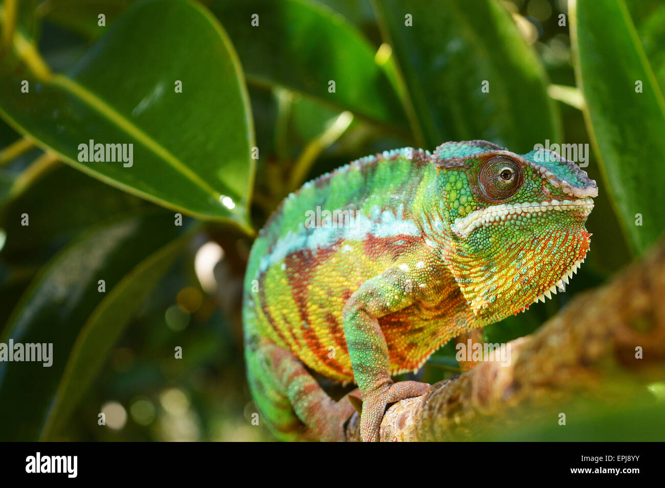 panther chameleon(furcifer pardalis) Stock Photo
