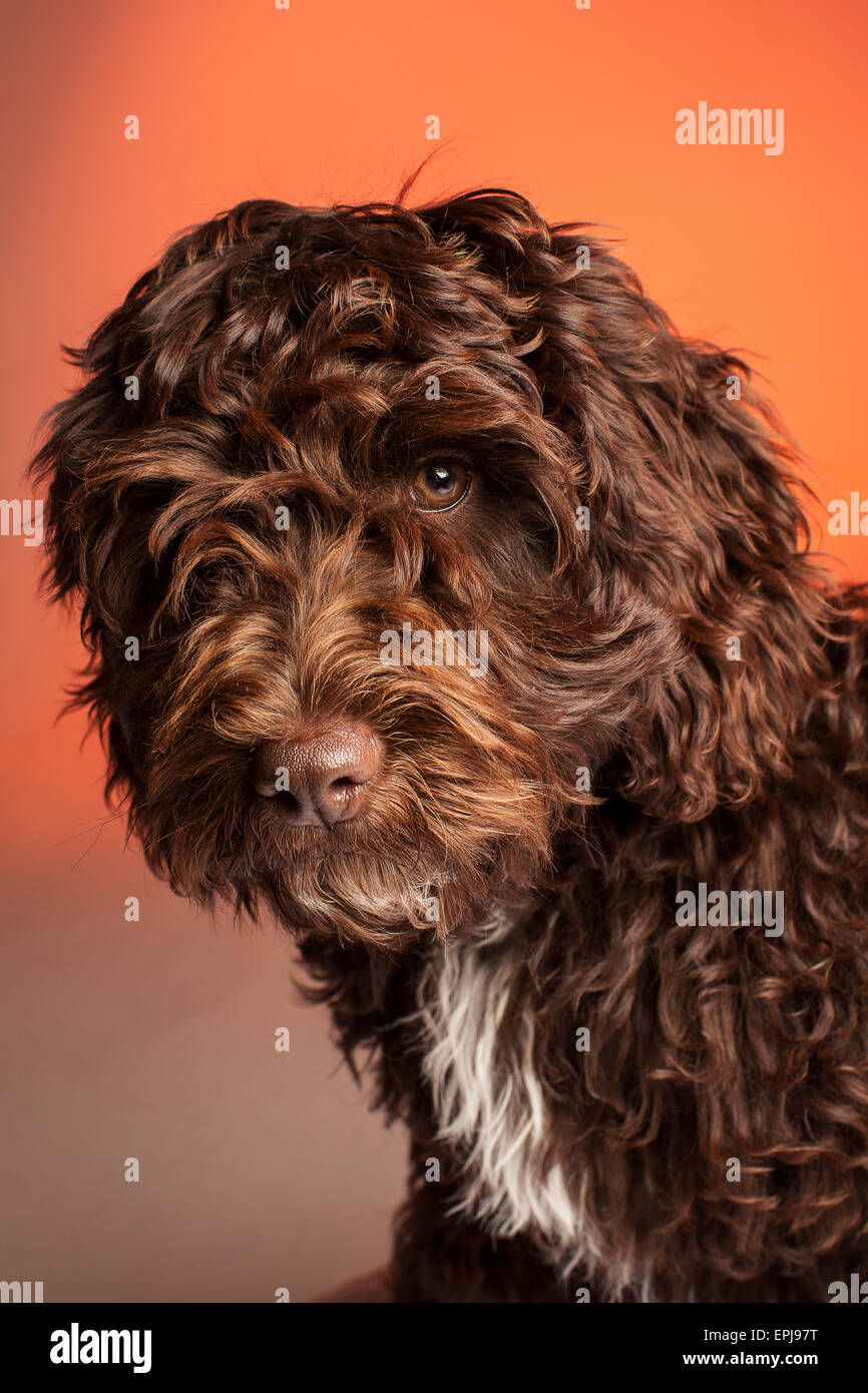 Cockerpoo cross bred dog (Spaniel cross poodle Stock Photo Alamy