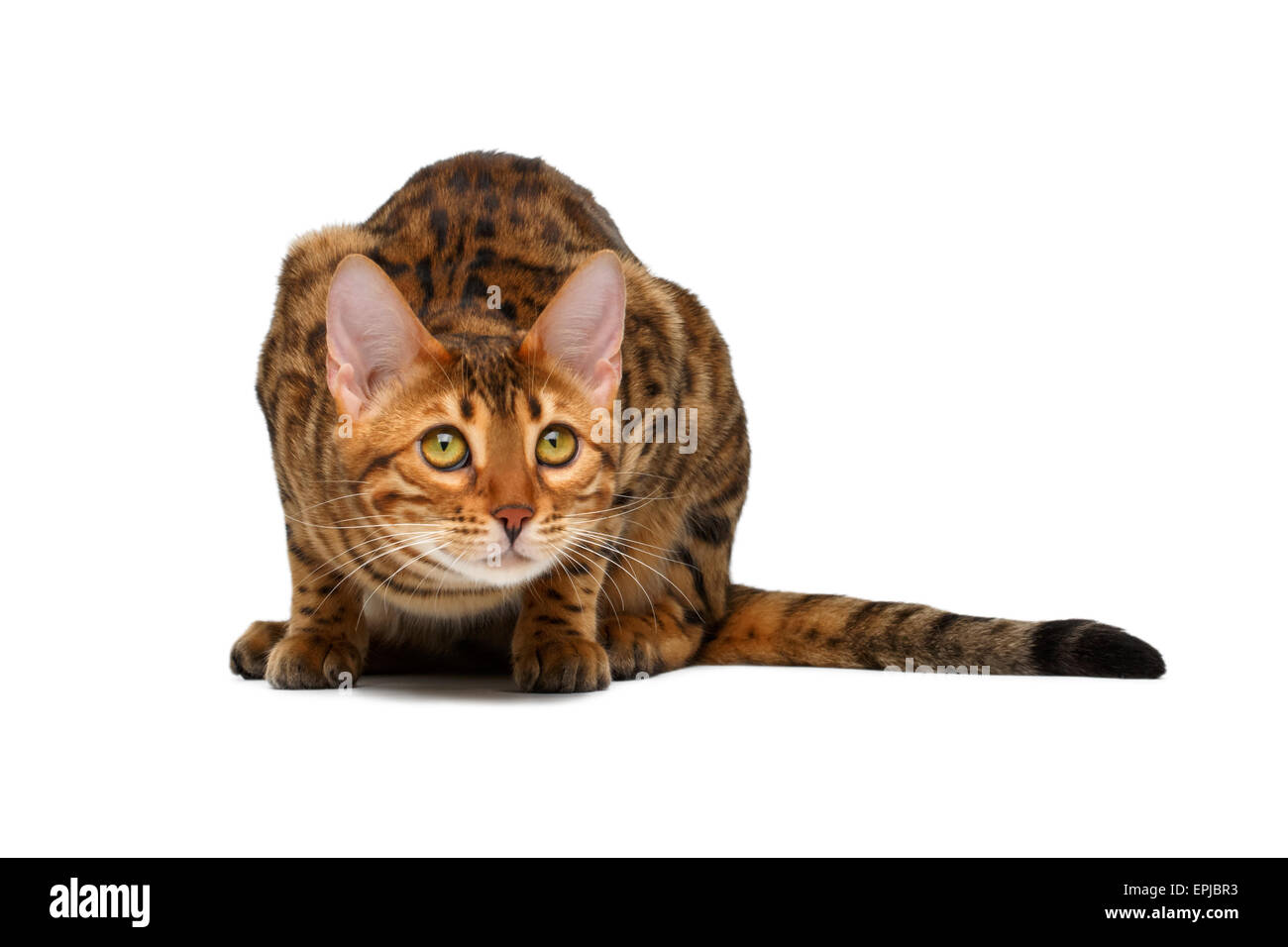 bengal cat crouched Stock Photo Alamy