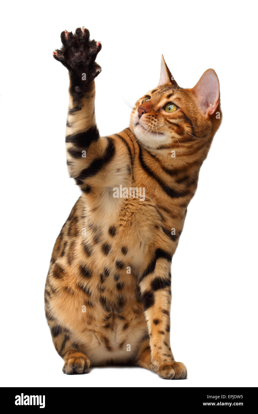 bengal cat raising up paw Stock Photo