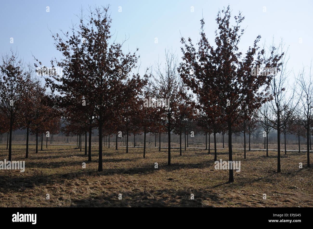 German oak Stock Photo Alamy