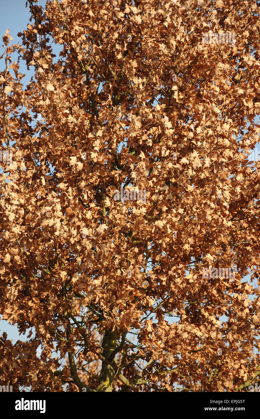 German oak Stock Photo